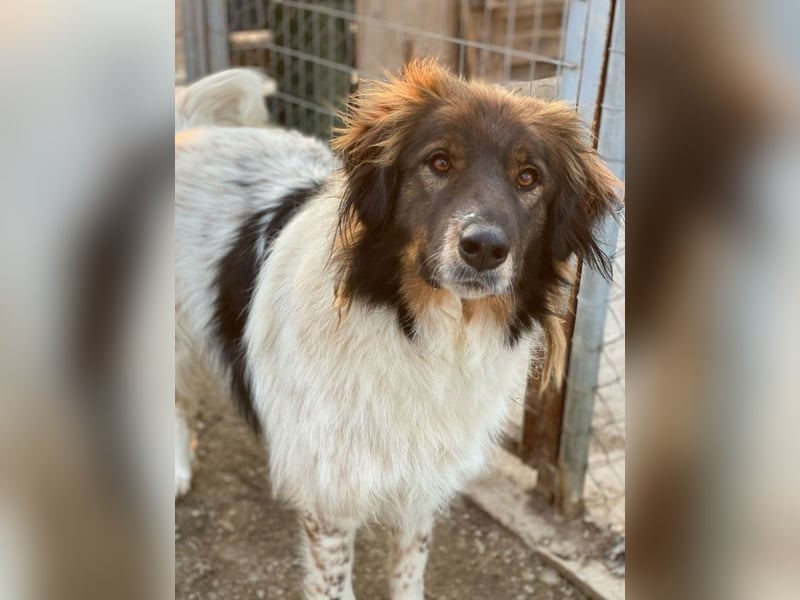 Bali, geb. ca. 12/2021, lebt in GRIECHENLAND, im städt. Tierheim Serres