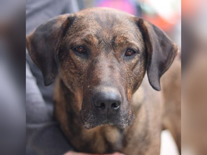 Naruto, geb. ca. 11/2019, lebt in GRIECHENLAND, auf der Straße und wird dort versorgt