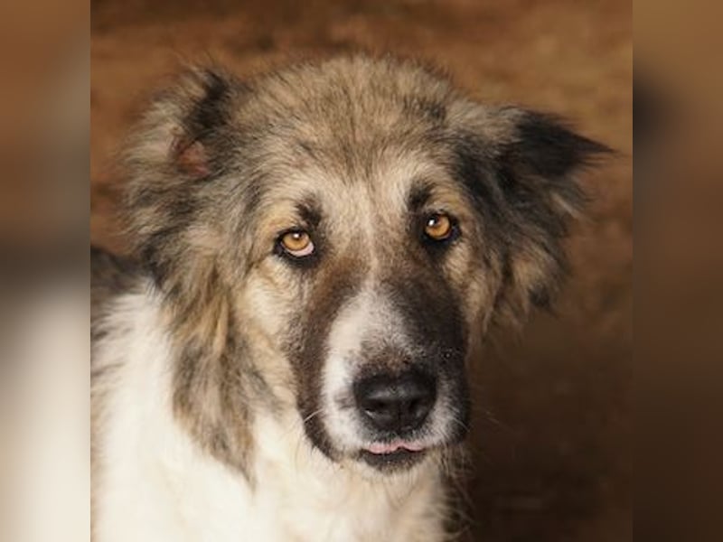 Talia, geb. ca. 09/2022, lebt in GRIECHENLAND, im städt. Tierheim Serres