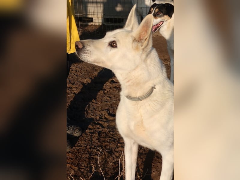 Luuk, geb. ca. 12/2018, lebt in GRIECHENLAND, im städt. Tierheim Serres