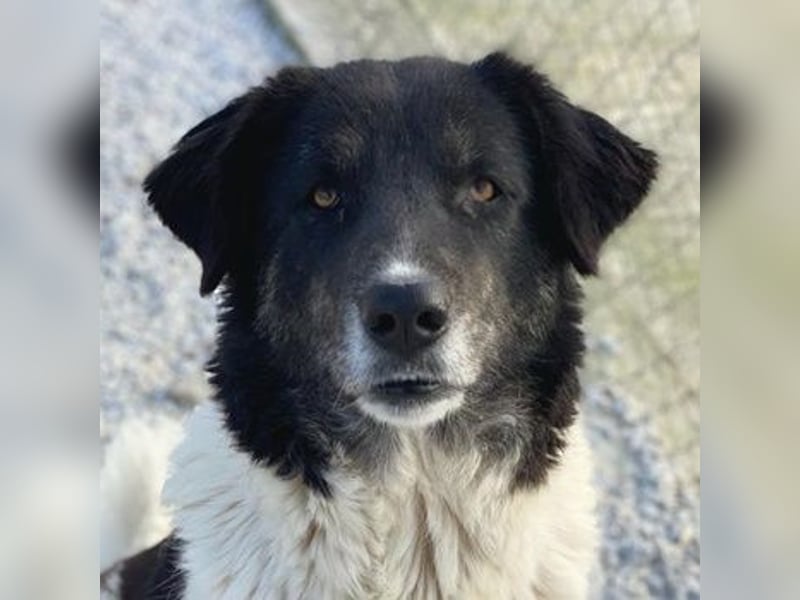 Filona, geb. ca. 12/2020, lebt in GRIECHENLAND, im städt. Tierheim Serres