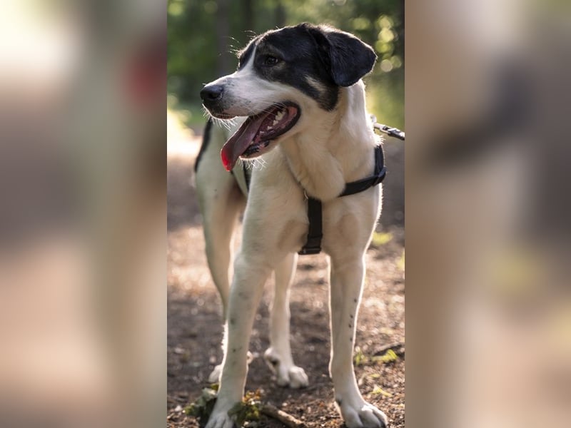 Claude Monet, geb. ca. 02/2021, lebt auf einer Pflegestelle in 52391 Vettweiß