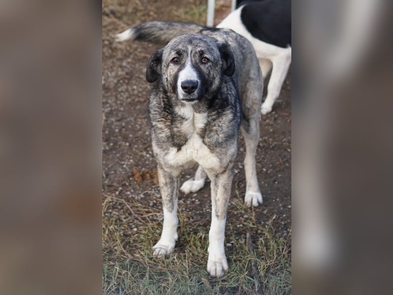 Jella, geb. ca. 09/2020, lebt in GRIECHENLAND, auf einer privaten Pflegestelle