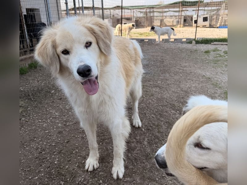 Buddy, geb. ca. 01/2022, lebt in GRIECHENLAND, im städt. Tierheim Serres
