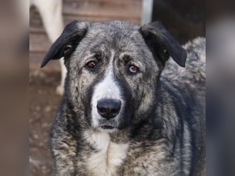 Jella, geb. ca. 09/2020, lebt in GRIECHENLAND, auf einer privaten Pflegestelle