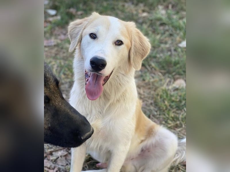 Buddy, geb. ca. 01/2022, lebt in GRIECHENLAND, im städt. Tierheim Serres