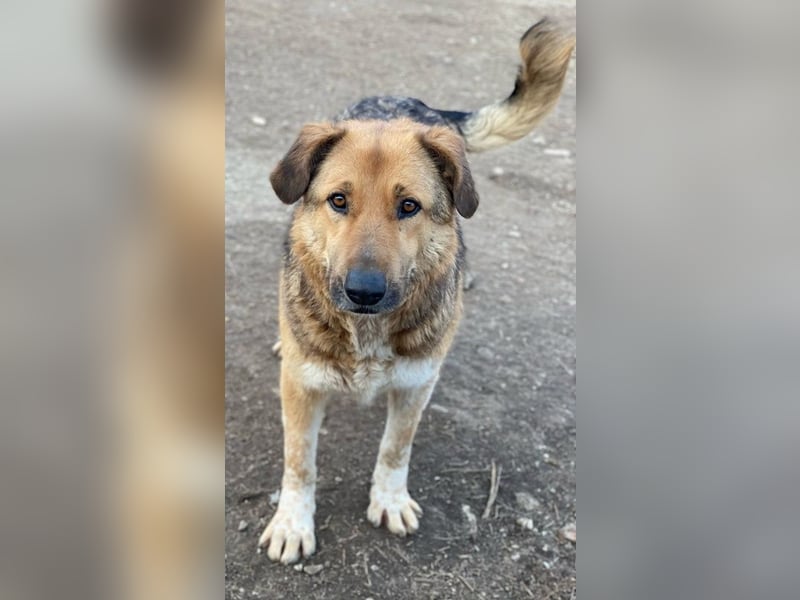 Yassin, geb. ca. 06/2020, lebt in GRIECHENLAND, im städt. Tierheim Serres