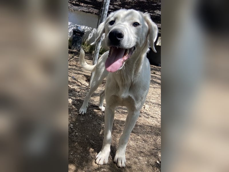 Hasko, geb. ca. 12/2021, lebt in GRIECHENLAND, auf einer privaten Pflegestelle