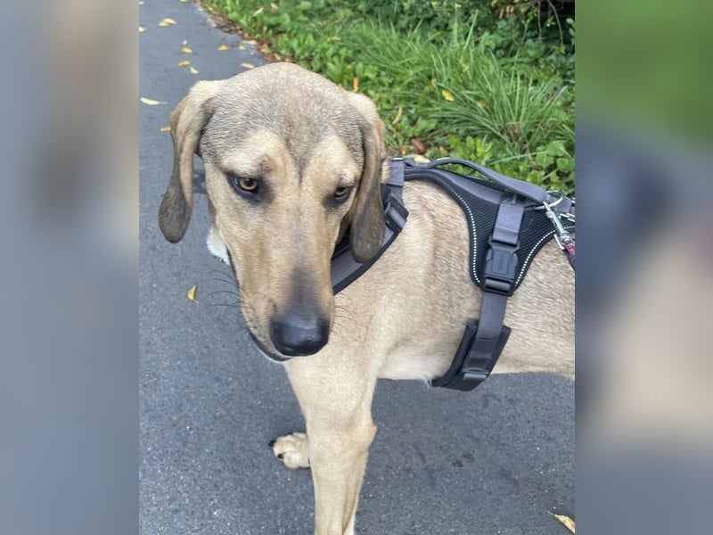 Obi, geb. ca. 12/2023, lebt im Tierheim Ulm, VERMITTLUNSHILFE