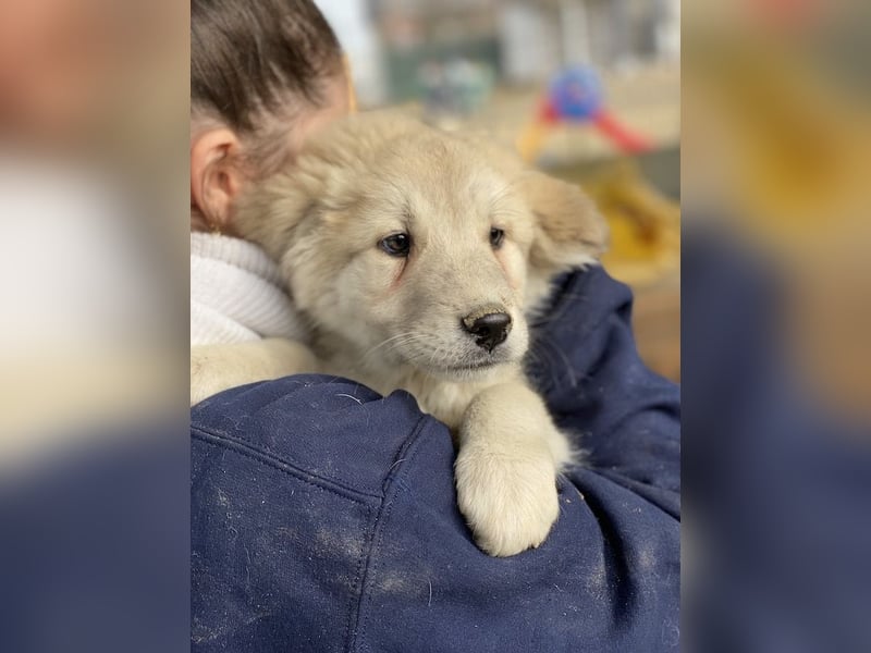Hannes, geb. ca. 09/2023, lebt in GRIECHENLAND, im städt. Tierheim Serres