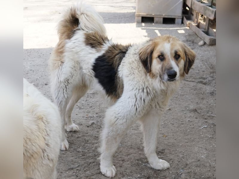 Otys, geb. ca. 03/2022, lebt in GRIECHENLAND, im städt. Tierheim Serres