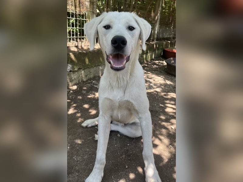 Hasko, geb. ca. 12/2021, lebt in GRIECHENLAND, auf einer privaten Pflegestelle