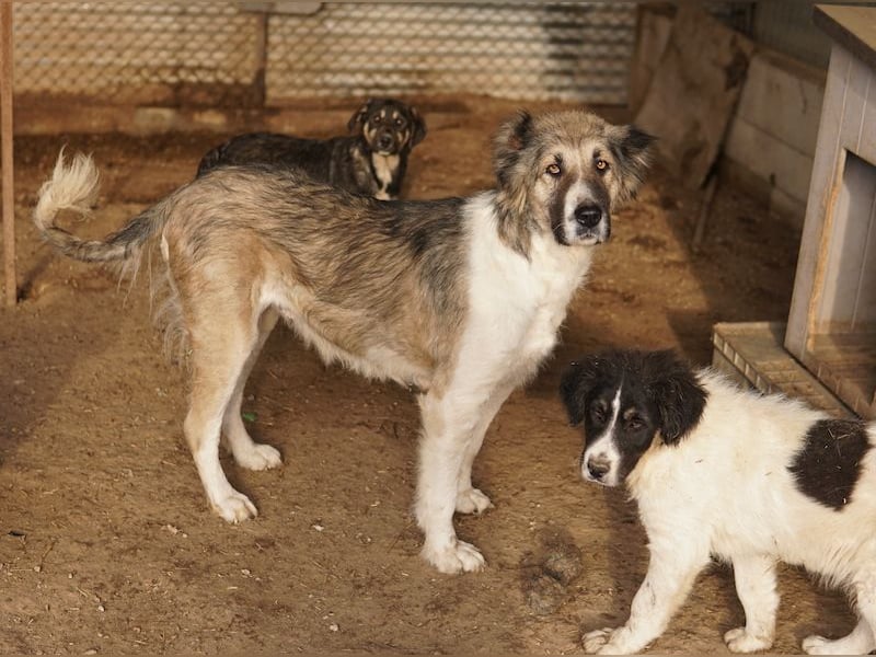 Talia, geb. ca. 09/2022, lebt in GRIECHENLAND, im städt. Tierheim Serres