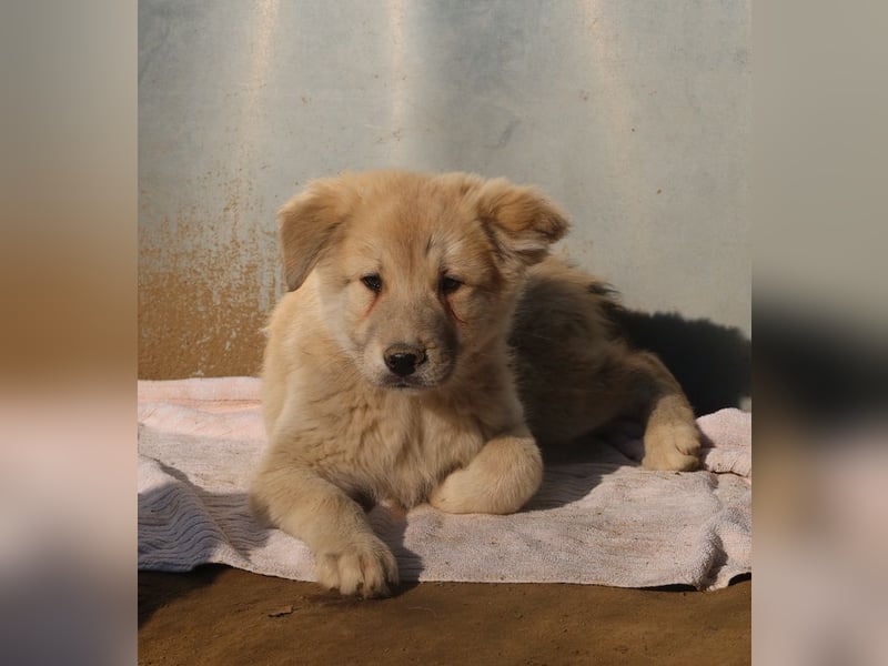 Hannes, geb. ca. 09/2023, lebt in GRIECHENLAND, im städt. Tierheim Serres
