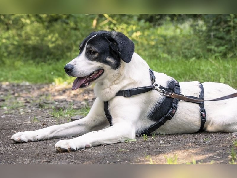 Claude Monet, geb. ca. 02/2021, lebt auf einer Pflegestelle in 52391 Vettweiß