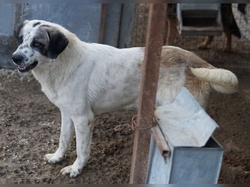 Joni, geb. ca. 11/2021, lebt in GRIECHENLAND, im städt. Tierheim Serres