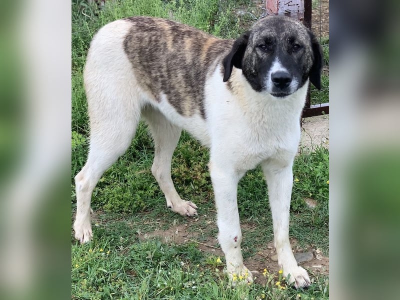 Finja, geb. ca. 05/2020, lebt in GRIECHENLAND, auf einer privaten Pflegestelle