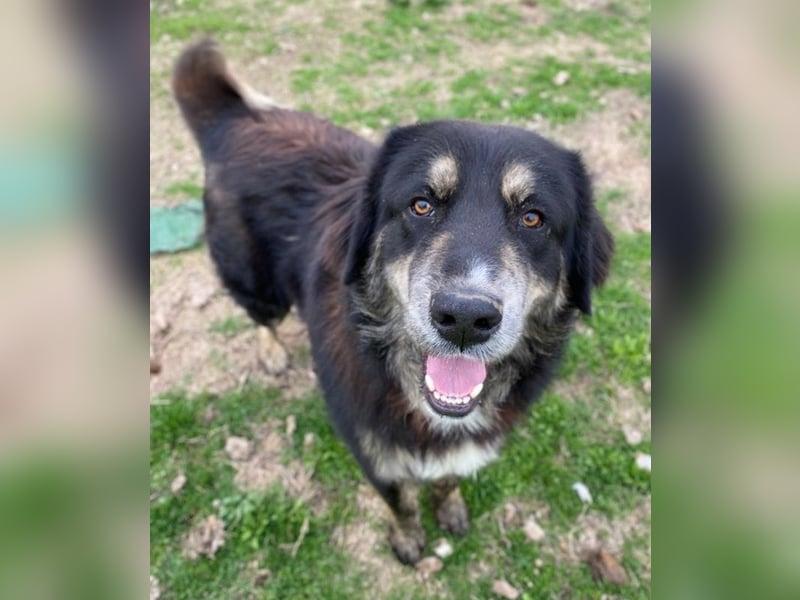 Bärli, geb. ca. 01/2024, lebt in GRIECHENLAND, im städt. Tierheim Serres