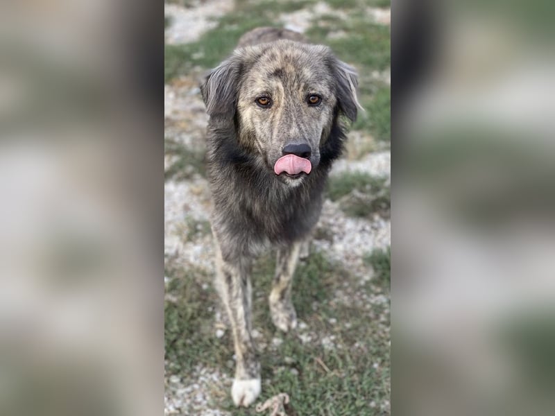 Pesto, geb. ca. 12/2021, lebt in GRIECHENLAND, im städt. Tierheim Serres