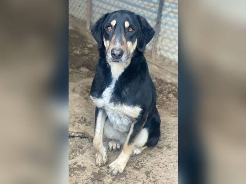 Venia, geb. ca. 07/2021, lebt in GRIECHENLAND, auf einer privaten Pflegestelle