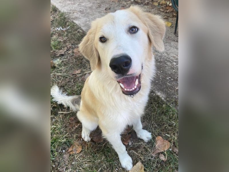 Buddy, geb. ca. 01/2022, lebt in GRIECHENLAND, im städt. Tierheim Serres