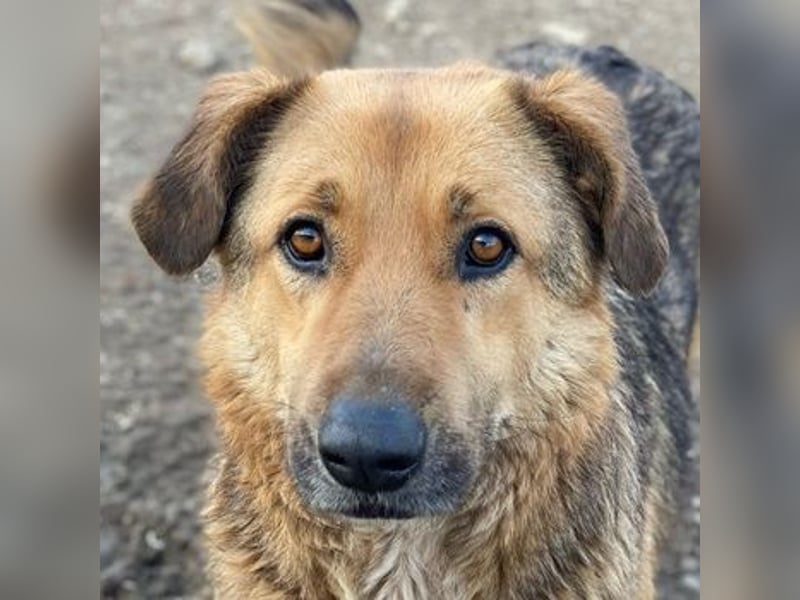 Yassin, geb. ca. 06/2020, lebt in GRIECHENLAND, im städt. Tierheim Serres