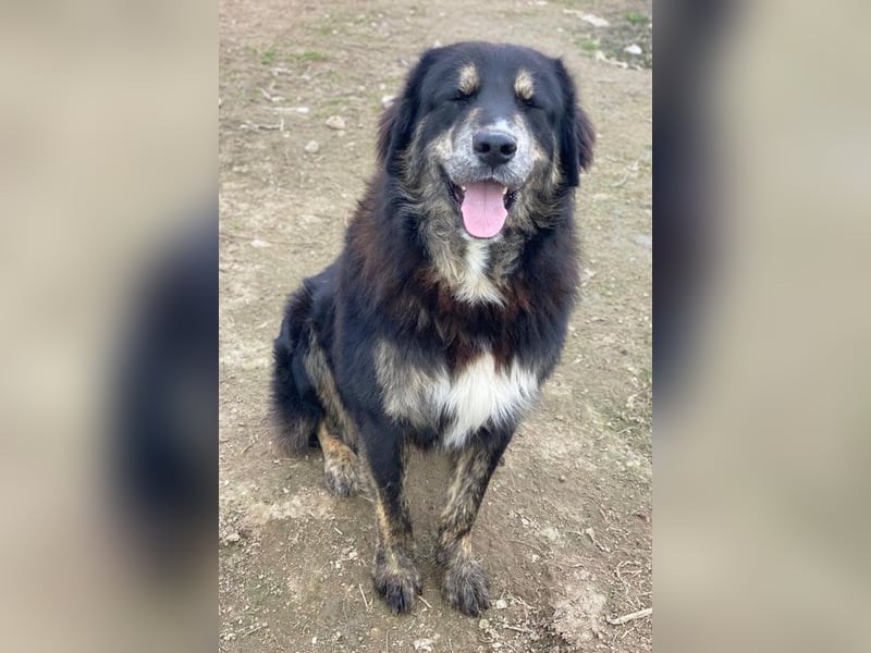 Bärli, geb. ca. 01/2024, lebt in GRIECHENLAND, im städt. Tierheim Serres