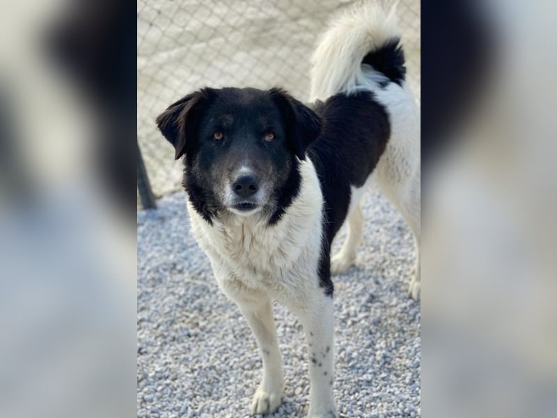 Filona, geb. ca. 12/2020, lebt in GRIECHENLAND, im städt. Tierheim Serres