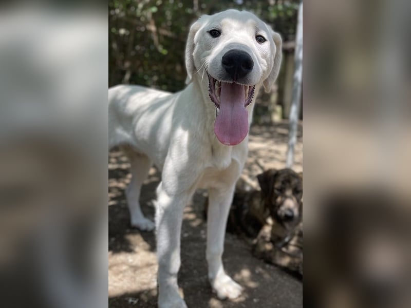 Hasko, geb. ca. 12/2021, lebt in GRIECHENLAND, auf einer privaten Pflegestelle