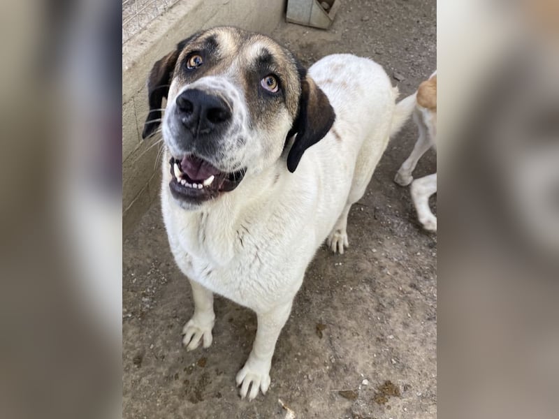 Elliot, geb. ca. 05/2022, lebt in GRIECHENLAND, im städt. Tierheim Serres