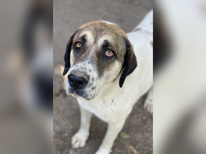 Elliot, geb. ca. 05/2022, lebt in GRIECHENLAND, im städt. Tierheim Serres