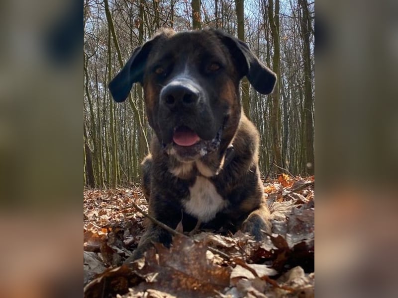 Hanni, geb. ca. 12/2020 lebt bei einer Familie in 59069 Hamm