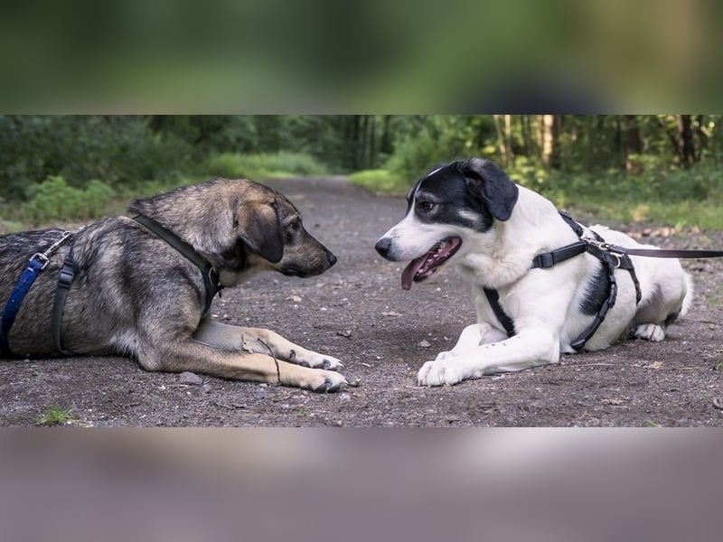 Claude Monet, geb. ca. 02/2021, lebt auf einer Pflegestelle in 52391 Vettweiß