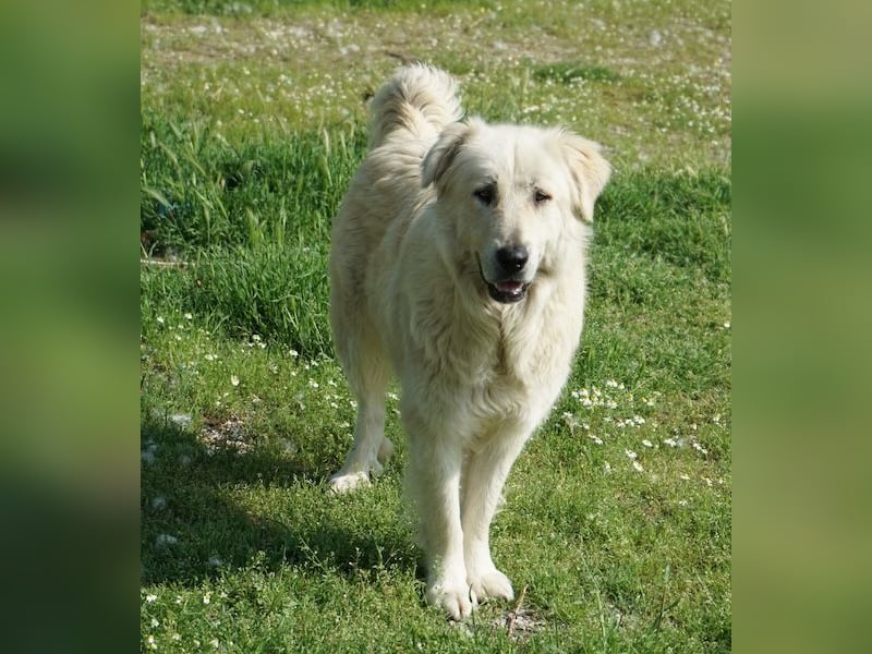 Jako, geb. ca. 09/2023, lebt in GRIECHENLAND, im städt. Tierheim Serres
