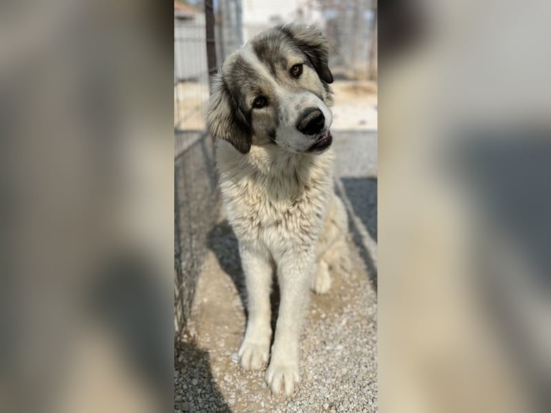 Gomez, geb. ca. 03/2021, lebt in GRIECHENLAND, im städt. Tierheim Serres