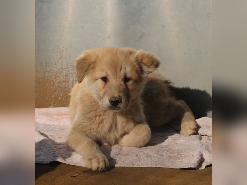 Hannes, geb. ca. 09/2023, lebt in GRIECHENLAND, im städt. Tierheim Serres