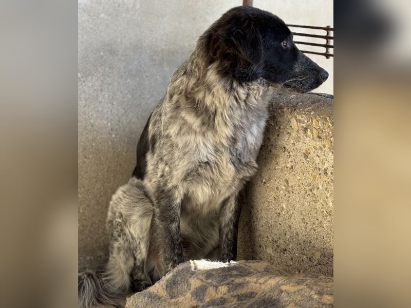 Ashwin, geb. ca. 12/2024, lebt in GRIECHENLAND, auf einem Gelände, Hunde werden notdürftig versorgt