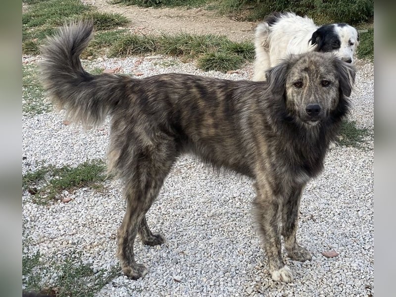 Pesto, geb. ca. 12/2021, lebt in GRIECHENLAND, im städt. Tierheim Serres