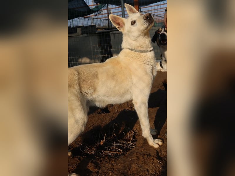 Luuk, geb. ca. 12/2018, lebt in GRIECHENLAND, im städt. Tierheim Serres