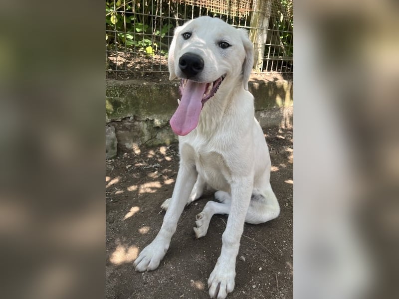 Hasko, geb. ca. 12/2021, lebt in GRIECHENLAND, auf einer privaten Pflegestelle