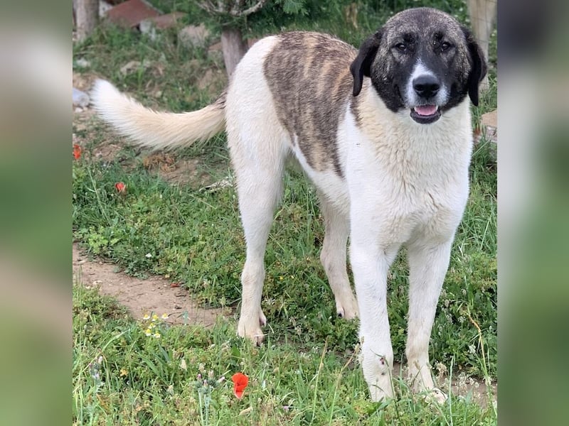 Finja, geb. ca. 05/2020, lebt in GRIECHENLAND, auf einer privaten Pflegestelle