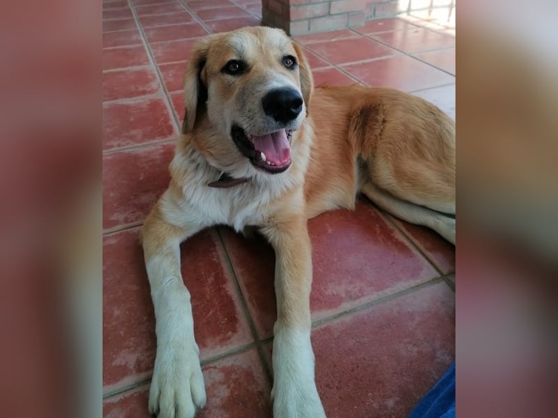 Idis, geb. ca. 12/2023, lebt in GRIECHENLAND, auf einer privaten Pflegestelle