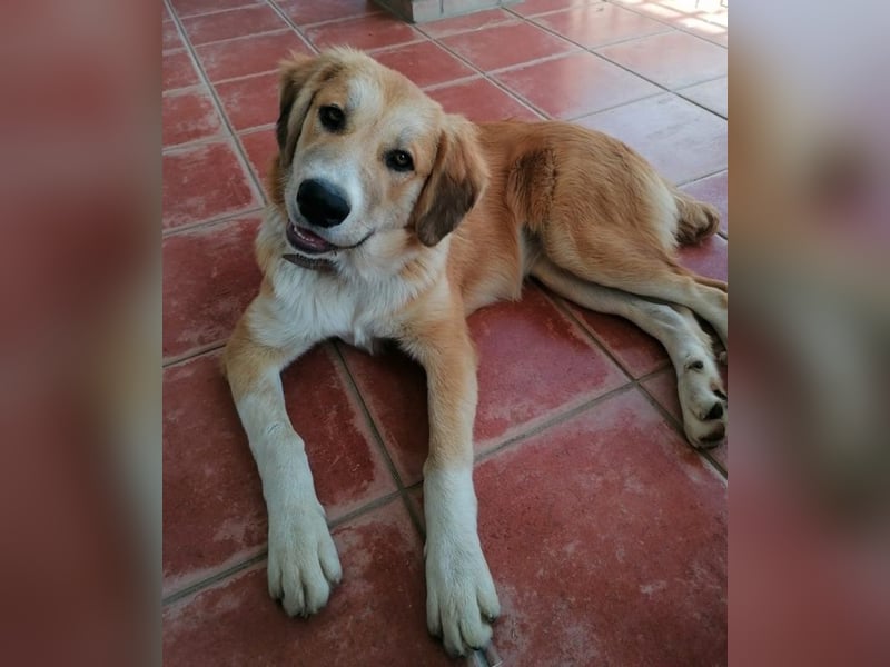 Idis, geb. ca. 12/2023, lebt in GRIECHENLAND, auf einer privaten Pflegestelle