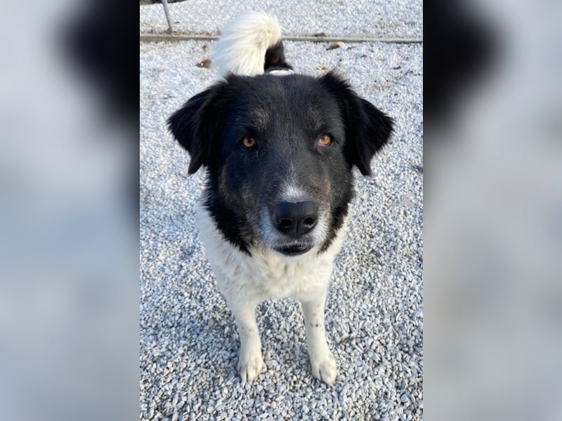 Filona, geb. ca. 12/2020, lebt in GRIECHENLAND, im städt. Tierheim Serres