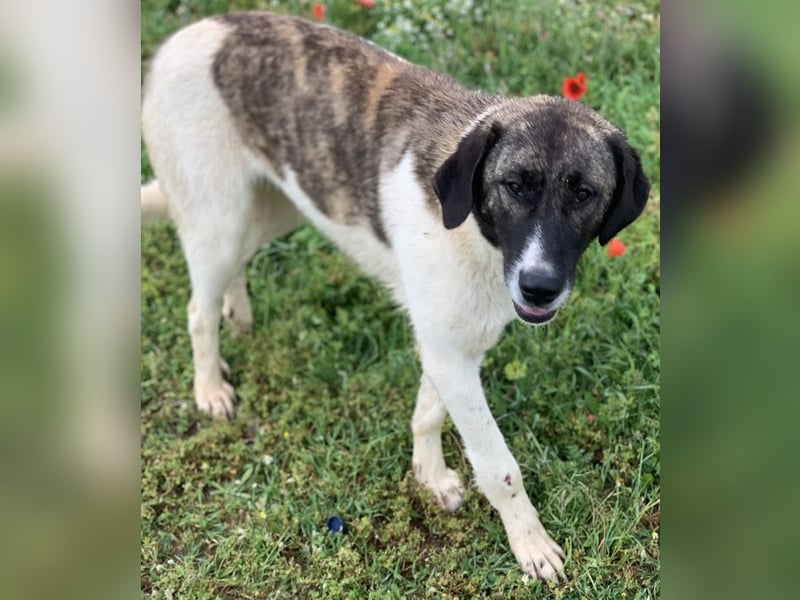 Finja, geb. ca. 05/2020, lebt in GRIECHENLAND, auf einer privaten Pflegestelle