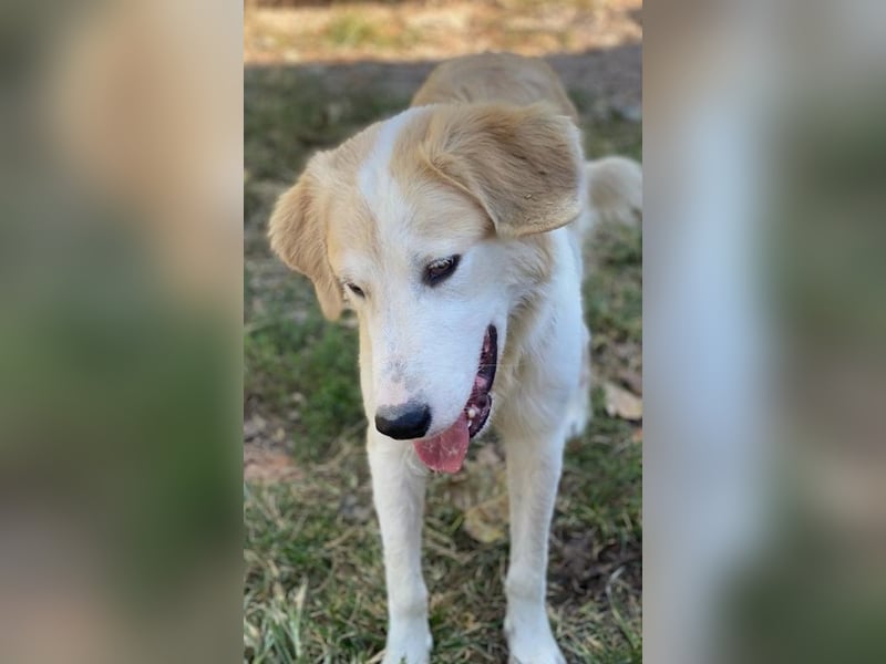 Buddy, geb. ca. 01/2022, lebt in GRIECHENLAND, im städt. Tierheim Serres