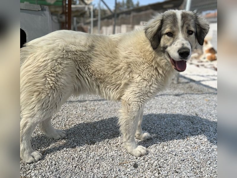 Gomez, geb. ca. 03/2021, lebt in GRIECHENLAND, im städt. Tierheim Serres