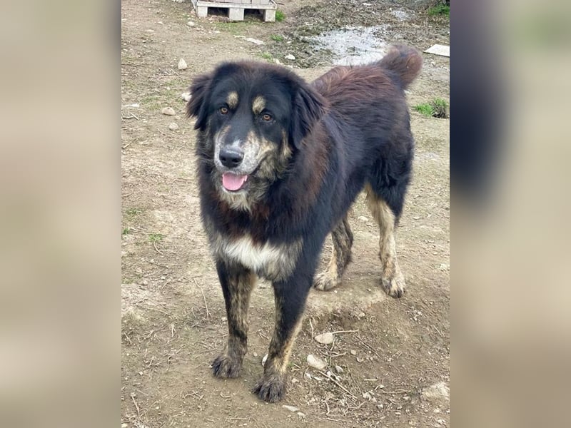 Bärli, geb. ca. 01/2024, lebt in GRIECHENLAND, im städt. Tierheim Serres