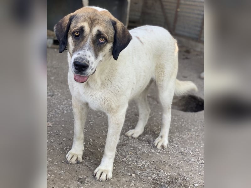 Elliot, geb. ca. 05/2022, lebt in GRIECHENLAND, im städt. Tierheim Serres