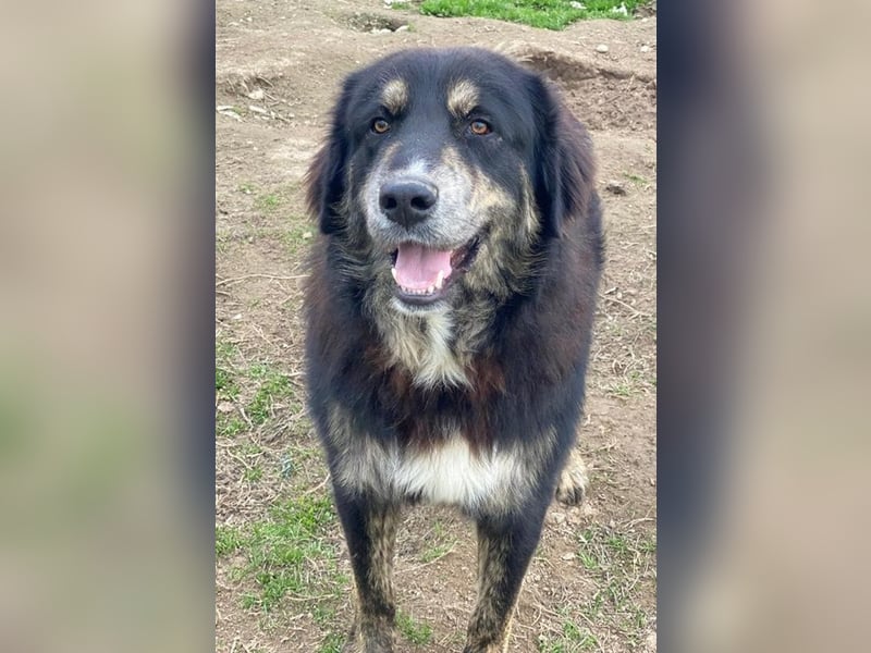 Bärli, geb. ca. 01/2024, lebt in GRIECHENLAND, im städt. Tierheim Serres